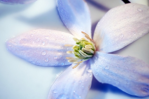 Free Photo closeup of a light purple flower with water drops