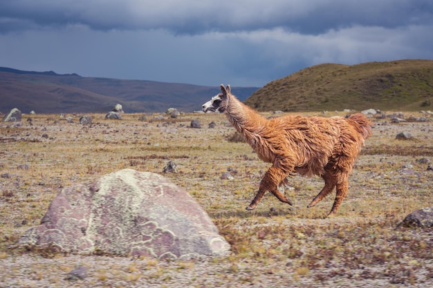 Closeup of a llama running through a field covered in rocks under a cloudy sky in the countryside