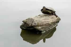 Free photo closeup of a lonely turtle resting on a rock in a lake