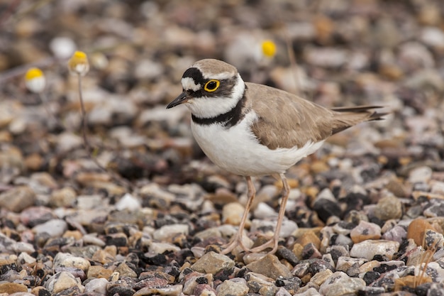 Free photo closeup of a long-billed plover standing on stones under the sunlight with a blurry background