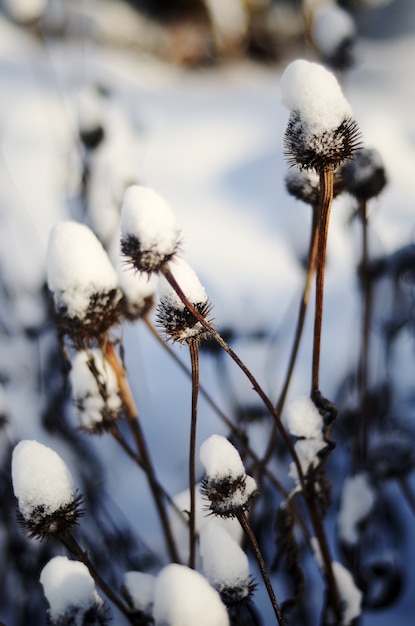 Free Photo closeup of long dry plants with thorns covered with the snow