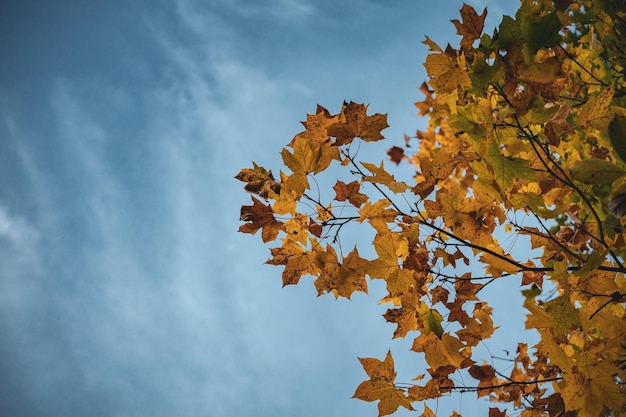 Free photo closeup low angle shot of yellow autumn leaves on a tree under a blue sky