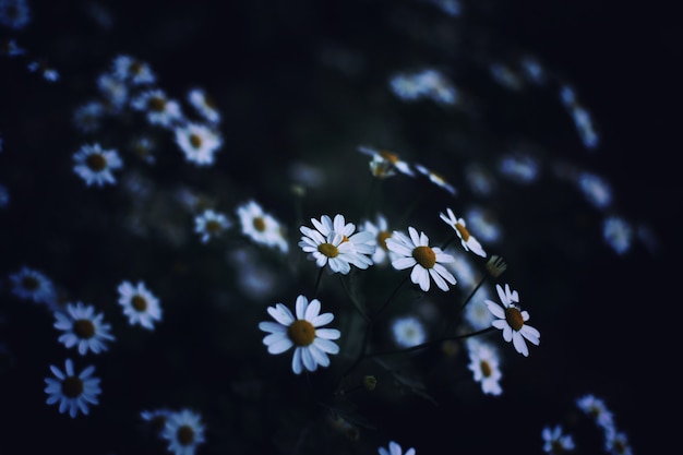 Free Photo closeup low-light photography of beautiful white daisies in a field