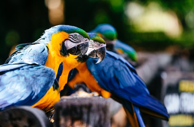 Closeup of Macaws under the sunlight with greenery on the blurry background