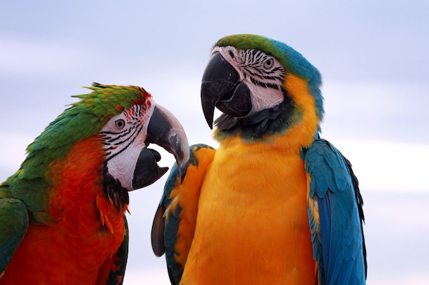 Free photo closeup of macaws