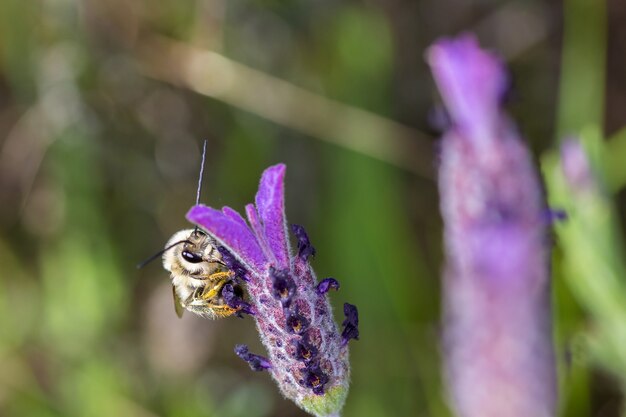 Closeup macro focus shot of a bee on a flower