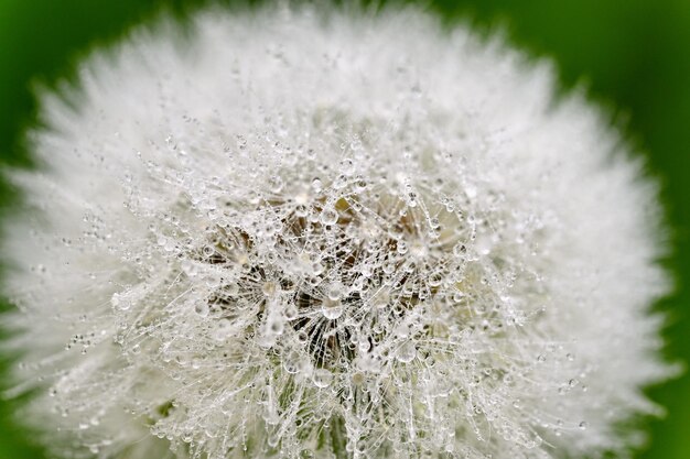 Closeup macro shot of dandelion with dew drops Natural colorful background