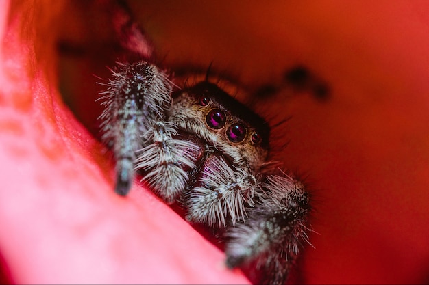 Closeup macro shot of a female regal jumping spider on a flower petal