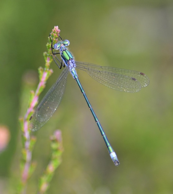 Free Photo closeup macro shot of a green dragonfly on a flower