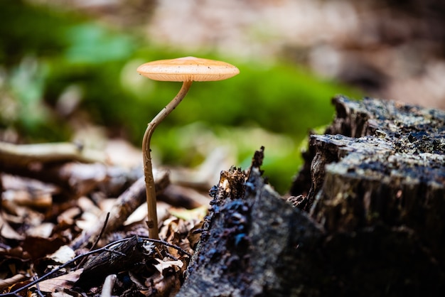 Free photo closeup of a magic mushroom growing in a forest under the sunlight