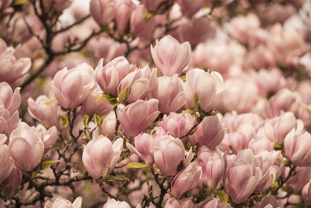 Closeup of Magnolia trees covered in flowers under the sunlight