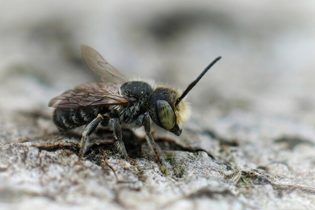 Closeup of a male of the alfalfa leafcutting bee, Mehachile rotu