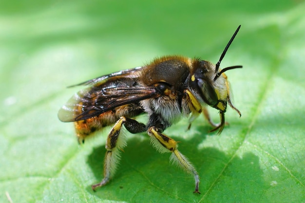 Closeup on a male European wool carder bee