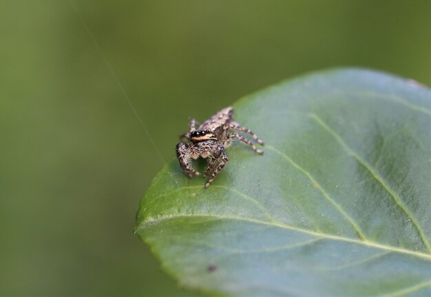 Closeup of a Marpissa muscosa on leaf under the sunlight