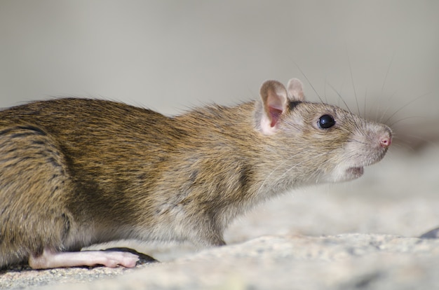 Free photo closeup of a marsh rice rat under the sunlight with a blurry background