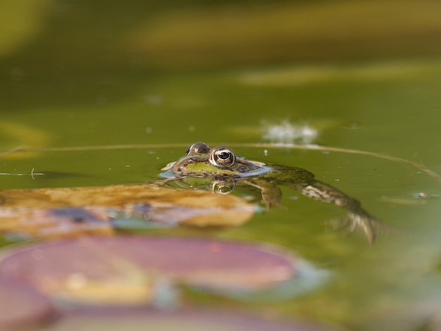 Free photo closeup of a mink frog in the water under the sunlight with a blurry background