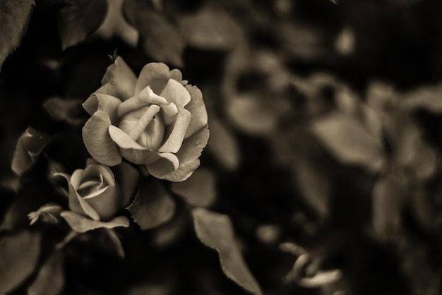 Closeup monochrome shot of a rose growing in a garden