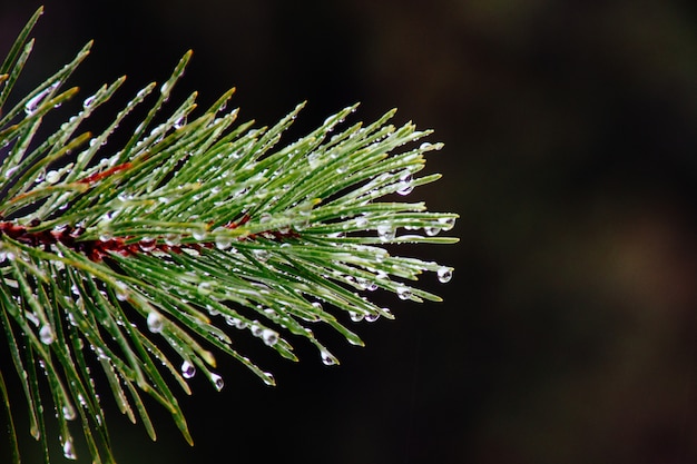 Free Photo closeup of morning dew on a branch of a green pine tree