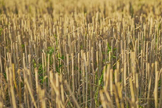 Free Photo closeup on a mowed field with wheat stubble on the field autumn harvest on a farm ecological farm