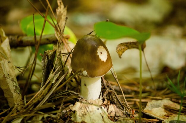 Closeup of a mushroom