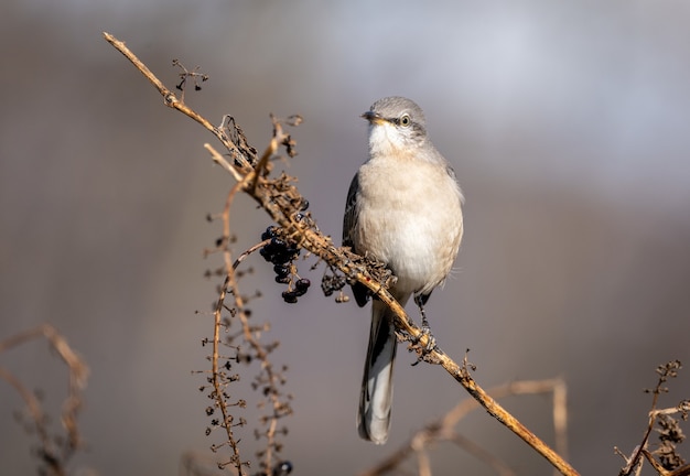 Closeup of a northern mockingbird on a branch in a field under the sunlight