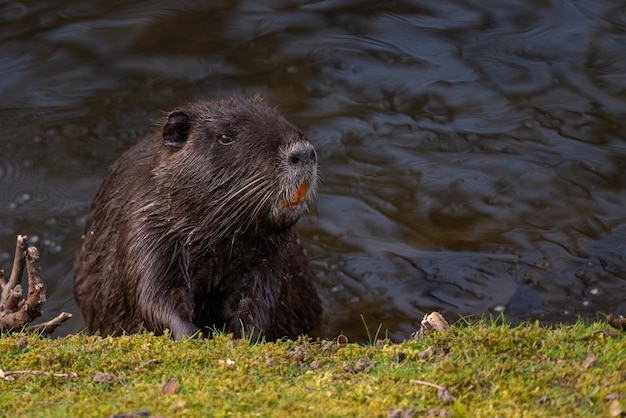 Closeup of a nutria resting in the water by the riverbank