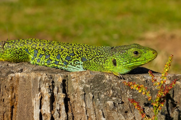 Closeup of an Ocellated lizard under the sunlight