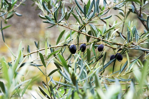 Closeup of old olives on the branch