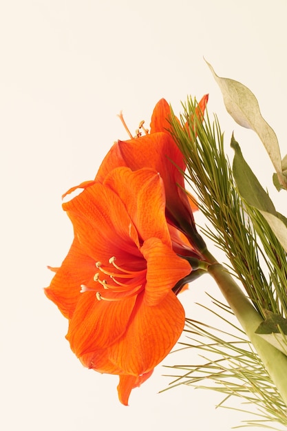 Closeup of an orange Amaryllis surrounded by greenery under lights