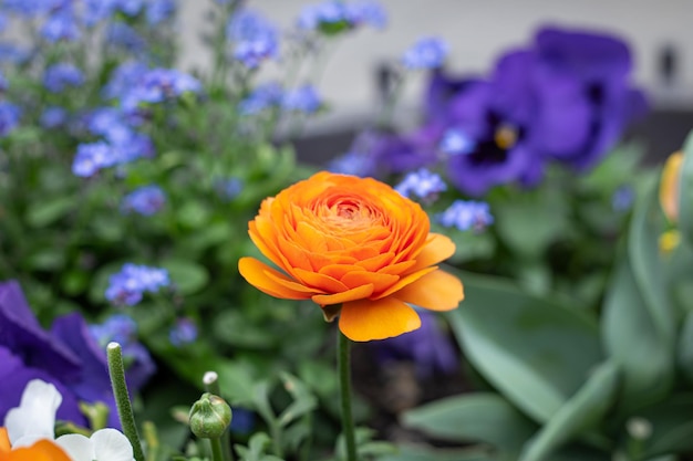 Closeup orange flower ranunculus ranunculus in a flower bed