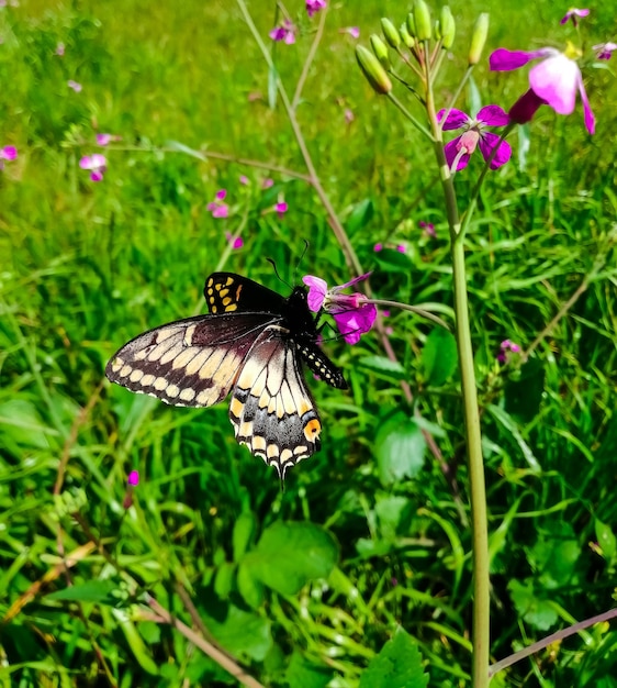 Free photo closeup of an oregon swallowtail on a flower in a field under the sunlight