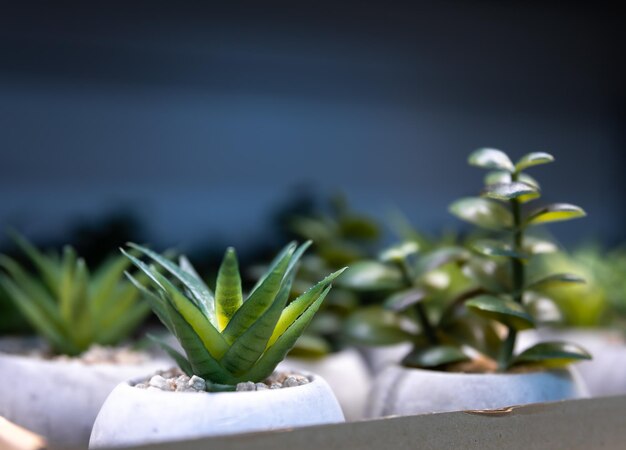 Closeup ornamental plants for home decor on a shop window