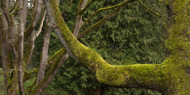 Free photo closeup panoramic shot of moss limbs in a green forest during daytime