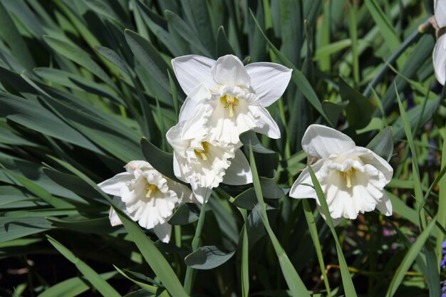 Closeup of a Paperwhite narcissus flower surrounded by greenery