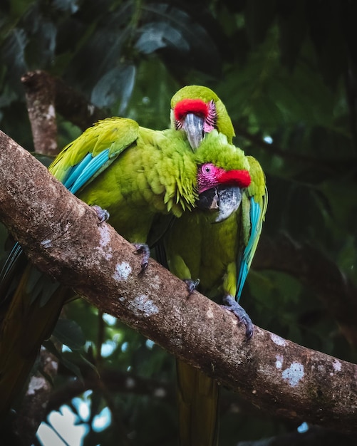 Free Photo closeup of a parrot sitting on a bench of wood on a blurry background