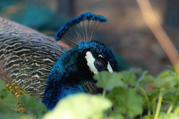 Free photo closeup of a peacock surrounded by greenery