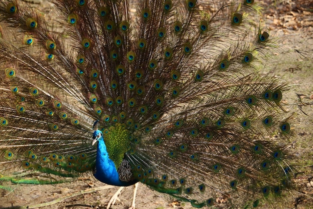 Free photo closeup of a peacock with open feathers in a field under the sunlight