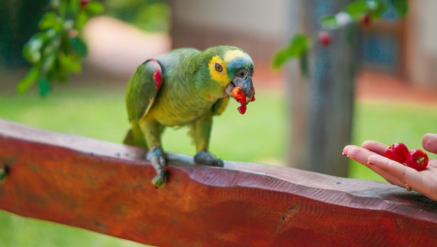 Free photo closeup of a person feeding a turquoise-fronted amazon standing on a wooden fence under the sunlight