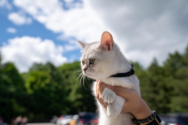 Closeup of a person holding an adorable domestic white cat outdoors on a sunny day