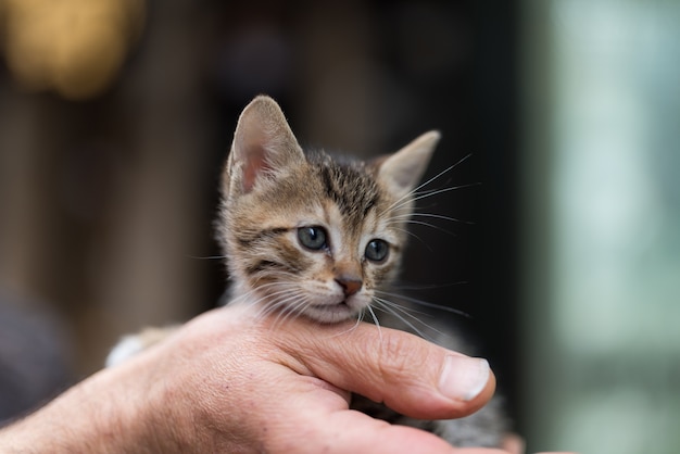 Free photo closeup of a person holding an adorable tiny kitten