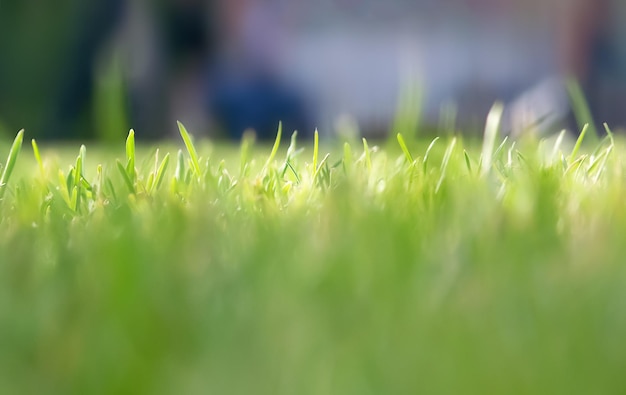 Free photo closeup photo of grass