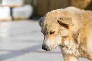 Free photo closeup photo of sweet homeless dog high quality photo