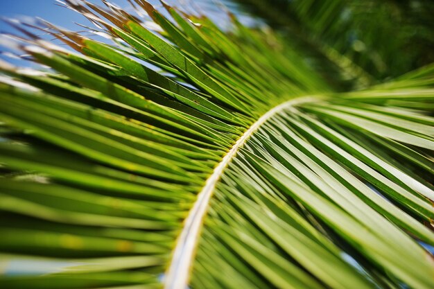 Closeup photo of vibrant green tropical palm leaves