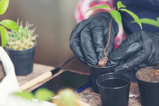 Free photo closeup picture of  gardener's hands planting plant