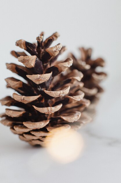 Closeup of pine cones