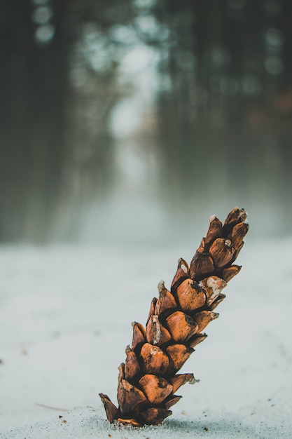 Closeup of a pine on the ground covered in the snow with a forest on the blurry background