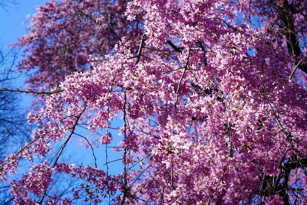 Closeup of pink cherry blossoms in springtime against a clear blue sky