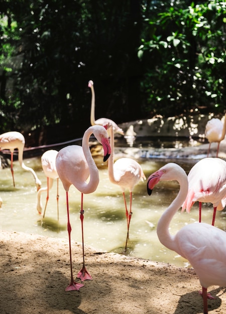 Free Photo closeup of pink flamingo bird at the zoo