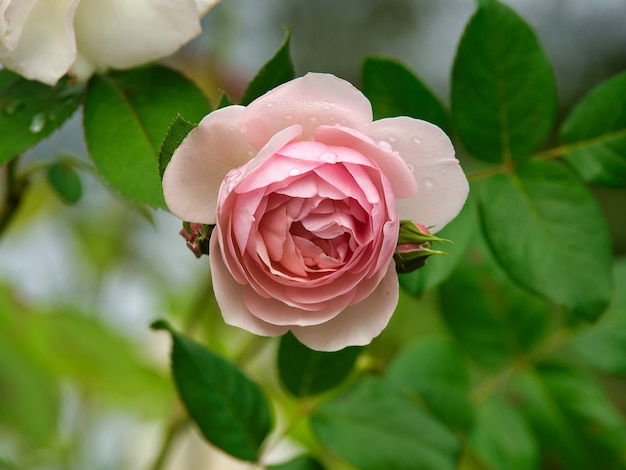 Free photo closeup of a pink garden rose surrounded by greenery with a blurry background