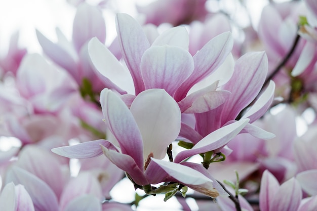 Free photo closeup of pink magnolia flowers on a tree with blurry